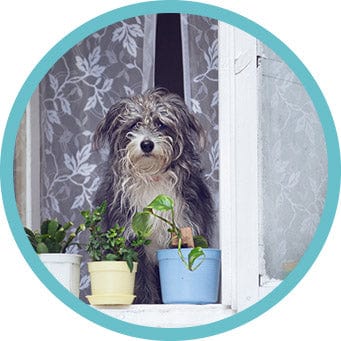 HANG PET INSIDE STICKERS