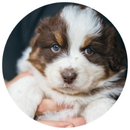 Puppy Essentials
