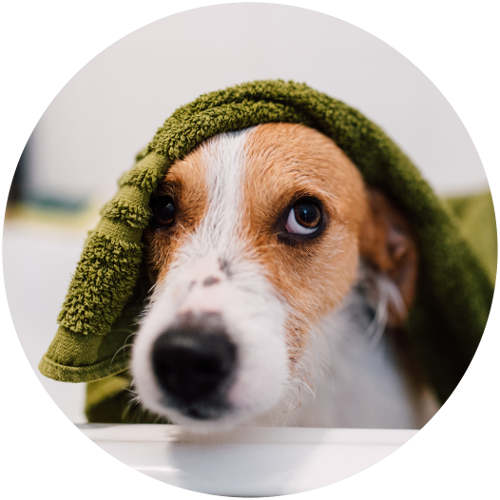 Pet Grooming Products for Cats and Dogs